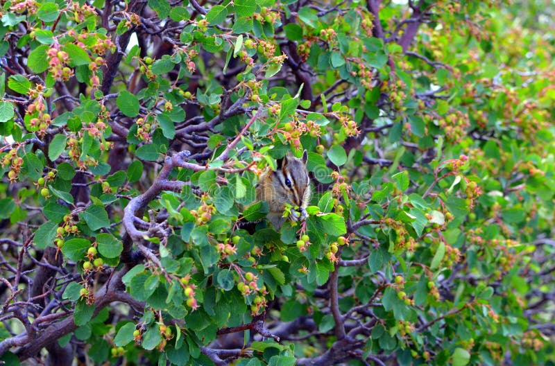 Ein Streifenhörnchen ` s Mittagessen in wildem stockbild Ein Streifenhörnchen ` s Mittagessen in wildem stockbild