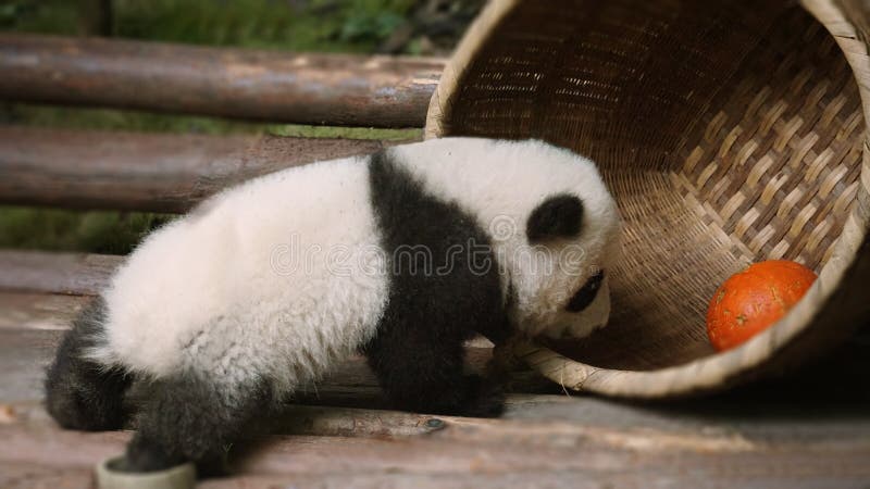 A cute baby panda ï¼Œwho is want to playing with the orange. A cute baby panda ï¼Œwho is want to playing with the orange
