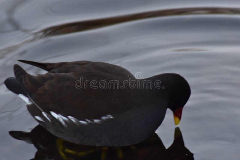 Download Ein Teichhuhnvogel stockbild. Bild von vogel, wasser - 106801945