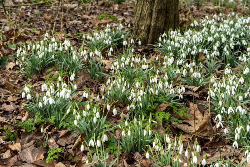 Ein Teppich aus Schneeröckchen galanthus in einer natürlichen Waldlandschaft. Ein Teppich aus ewigem Kräuterschnee, der in einer natürlichen Waldlandschaft erwacht, mit einer flachen Feldtiefe