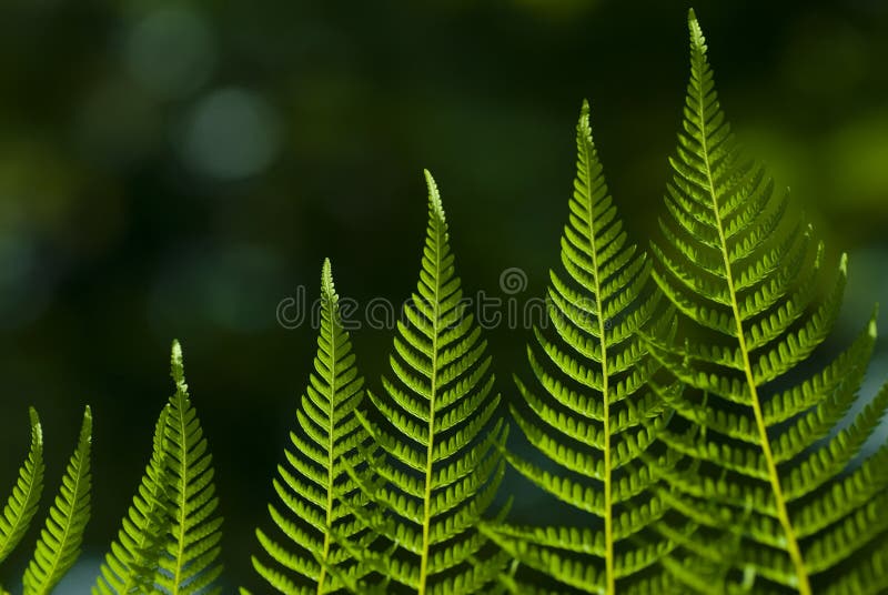 Ein Thema des Wachstums stockfotografie Ein Thema des Wachstums stockfotografie