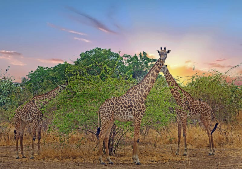 Ein Turm von Thornicroft-Giraffe stehend auf den Afrikanerebenen mit einem netten Sonnenunterganghimmel, Süd-luangwa Nationalpark