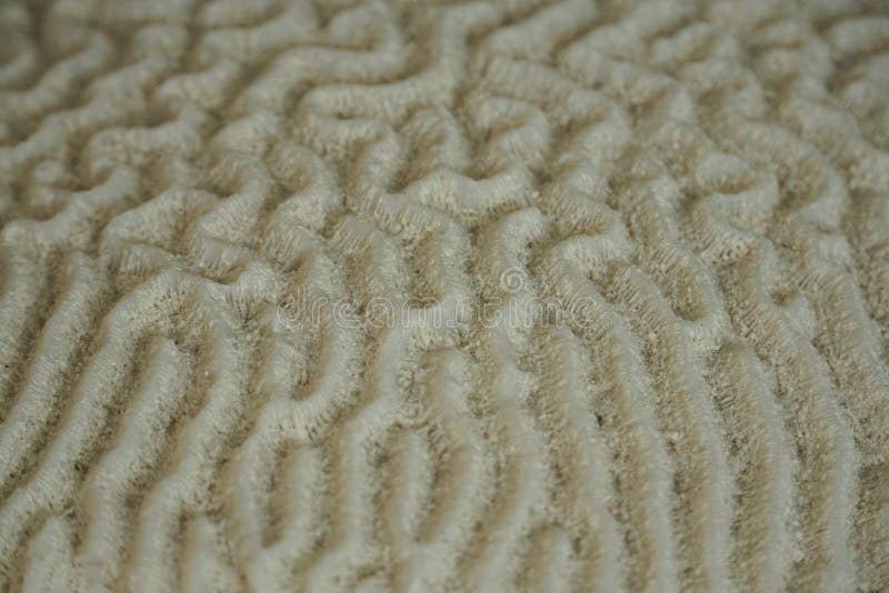 Ein Unterwasserfoto von Brain Coral lizenzfreies stockfoto Ein Unterwasserfoto von Brain Coral lizenzfreies stockfoto