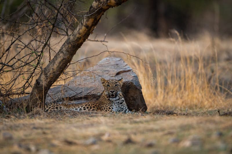 Ein verärgertes und aggressives weibliches Leopard oder Panthera pardus mit Gegähneausdruck am ranthambore stockfotografie Ein verärgertes und aggressives weibliches Leopard oder Panthera pardus mit Gegähneausdruck am ranthambore stockfotografie