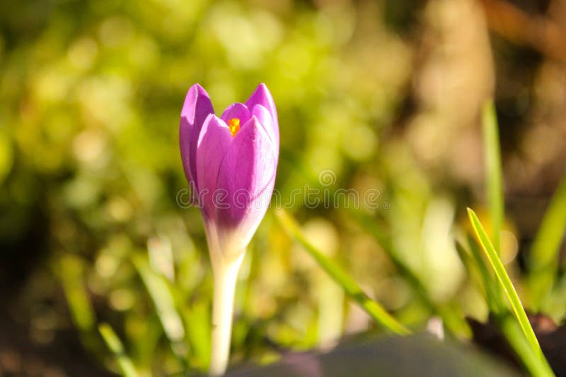 Ein violetter Krokus mit einem grünen Hintergrund im Winter lizenzfreie stockfotos Ein violetter Krokus mit einem grünen Hintergrund im Winter lizenzfreie stockfotos