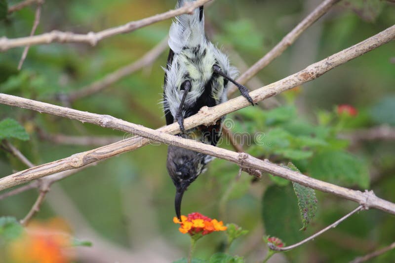 Ein Vogel aus Indien, der sich bemüht, etwas von der Blume in der unterschiedlichen Haltung zu haben Beine und untere des Vogels stockfoto Ein Vogel aus Indien, der sich bemüht, etwas von der Blume in der unterschiedlichen Haltung zu haben Beine und untere des Vogels stockfoto