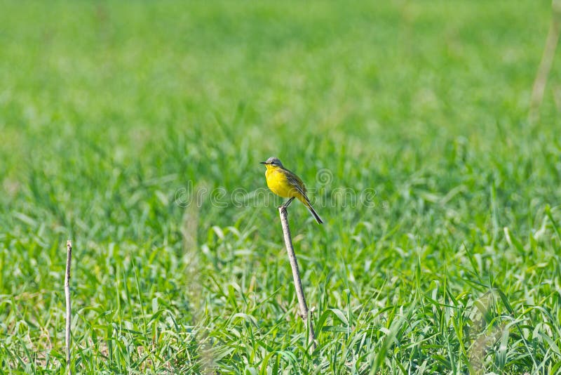 Lustiger Specht Auf Stange - Vintage-Spielzeug Mit Pick-Bewegung, Perfekt Als Geschenk