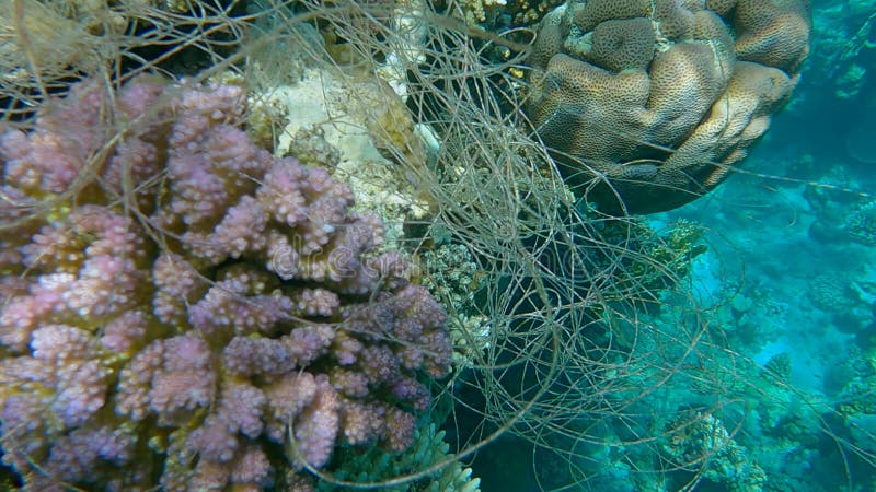 Ein von Korallen hängender Fang. Unterwasser an der Korallenriff. Problem mit Geistergeräten bei Fischen