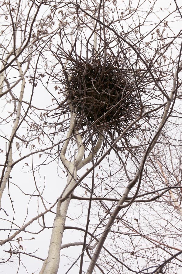 ElsterNest stockbild. Bild von wildnis, zweige, frühling