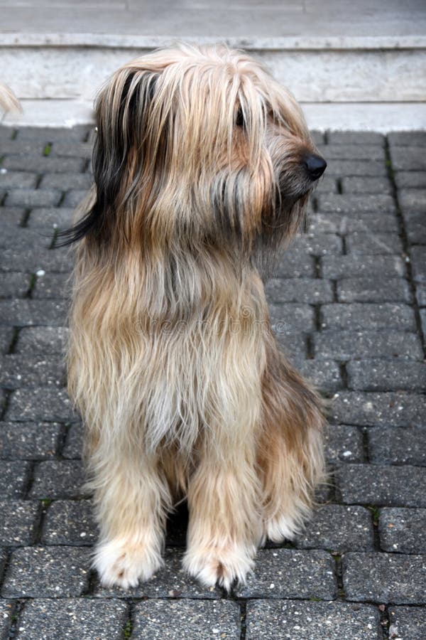 Ein Kleinerer Hund Sitzt Auf Der Wiese Stockfoto Bild von wiese, hund