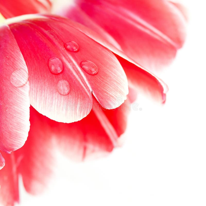 Ein Wassertropfen auf roten Tulpeblumenblättern stockbild Ein Wassertropfen auf roten Tulpeblumenblättern stockbild