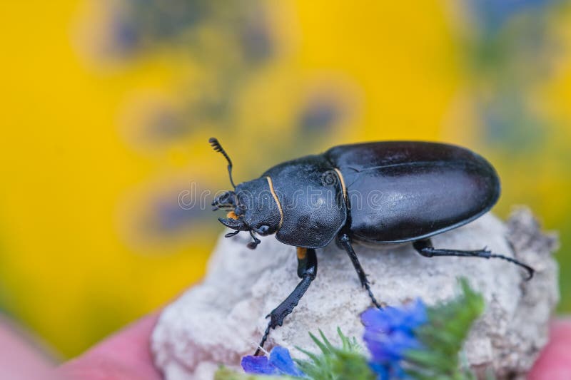 Ein weiblicher Hirschkäfer sitzt auf einer gelben Steinblüte im Hintergrund. Lucanus cervus lizenzfreies stockbild