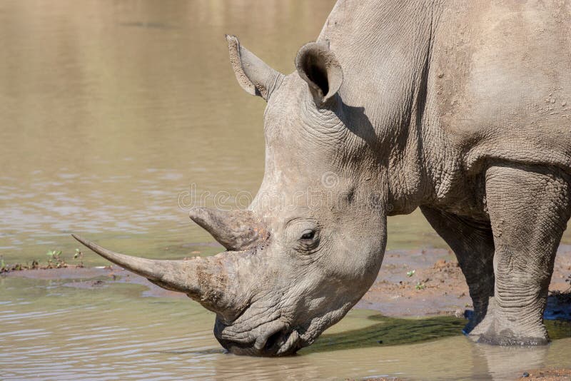 Ein weißer Erwachsene Trinkwasserabschluß des Nashorns um kruger Park Südafrika lizenzfreie stockbilder