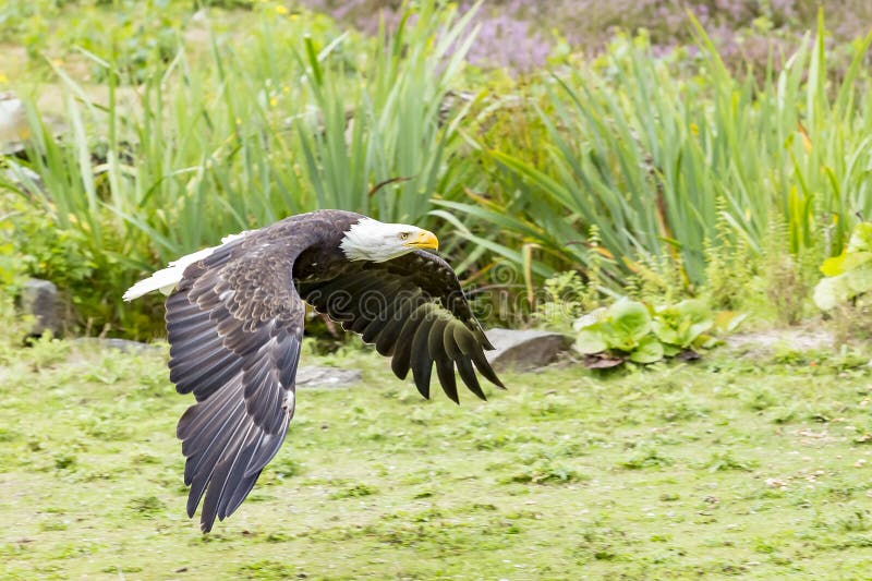 Ein Weißkopfseeadler im vollen Flug gerade über dem Boden stockfoto Ein Weißkopfseeadler im vollen Flug gerade über dem Boden stockfoto