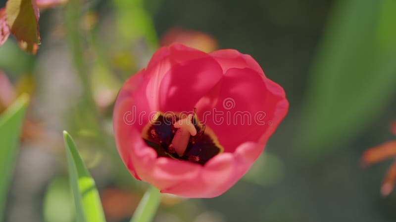 Ein wunderschön lebendiger rosa Tulip blüht strahlend in natürlichem Licht und zeigt seinen Glanz lizenzfreie stockfotos
