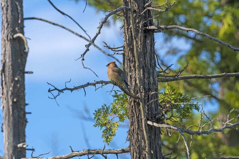 A Cedar Waxwing Perched in a Coastal Tree in Thompsons Harbor State Park in Michigan. A Cedar Waxwing Perched in a Coastal Tree in Thompsons Harbor State Park in Michigan