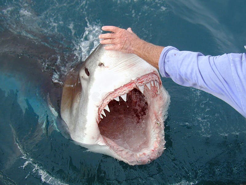 This is a great white shark in south Africa offshore man holding nose of shark not to get eaten. This is a great white shark in south Africa offshore man holding nose of shark not to get eaten