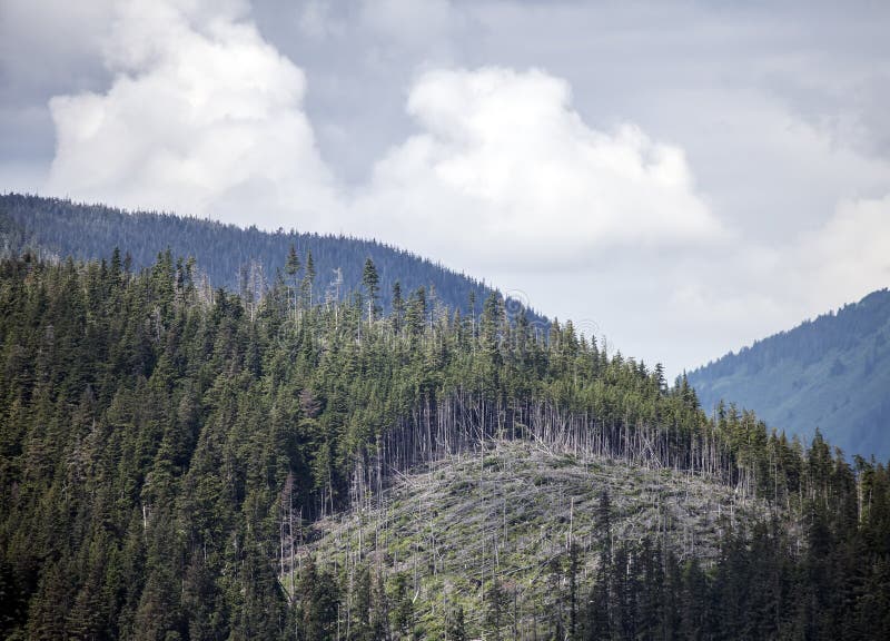 Clear cut in a spruce forest on a hillside in Southeast Alaska in summer with clouds. Clear cut in a spruce forest on a hillside in Southeast Alaska in summer with clouds.