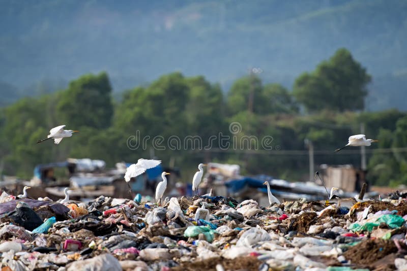 A hedge of herons at the landfill full of garbage in Kota Kinabalu, Sabah Borneo, Malaysia. A hedge of herons at the landfill full of garbage in Kota Kinabalu, Sabah Borneo, Malaysia