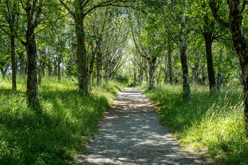 Eine Allee im Wald, der zu die Bergspitze führt stockfotografie Eine Allee im Wald, der zu die Bergspitze führt stockfotografie