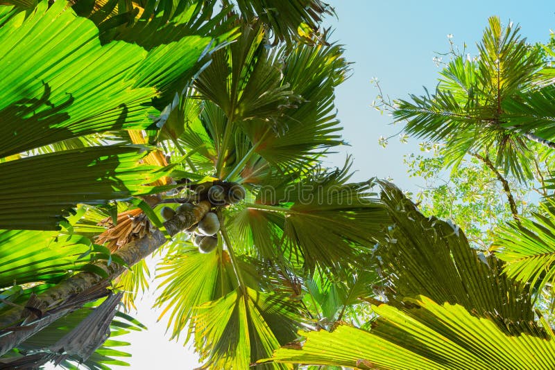 Eine Ansicht von unterhalb aufwärts über die Palmen Cocode Mer Der Palmenwald Vallee De Mai, Praslin-Insel, Seychellen stockfotos Eine Ansicht von unterhalb aufwärts über die Palmen Cocode Mer Der Palmenwald Vallee De Mai, Praslin-Insel, Seychellen stockfotos