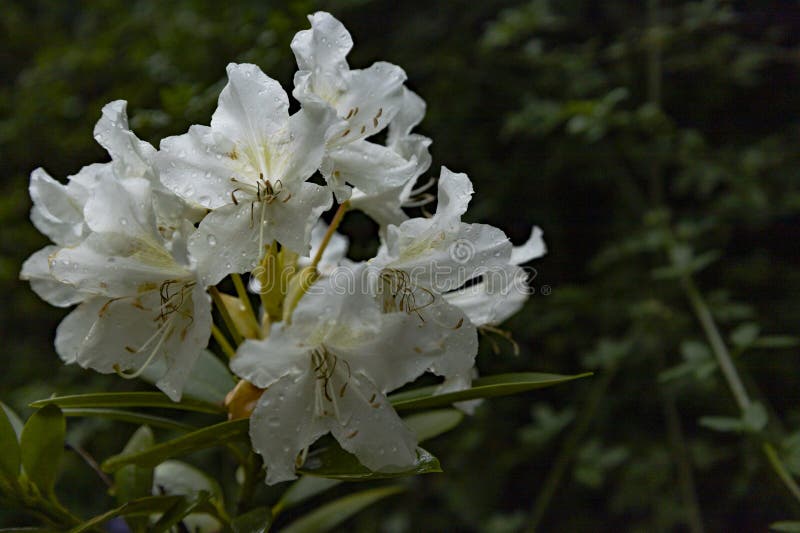 Eine atemberaubende kaukasische Rhododendren, frisch und lebendig mit üppiger Vegetation umgeben von Blüten. Die große Auswahl lizenzfreies stockbild