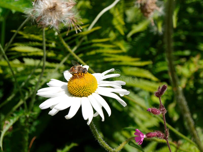 Eine Biene auf einer Nahaufnahme Camille in den alpinen Bergen