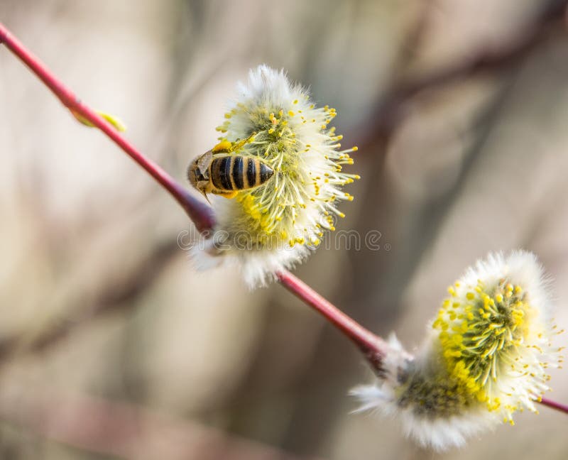 Eine Biene sammelt Nektar von einer Weide an einem hellen sonnigen Fr?hlingstag lizenzfreie stockfotografie Eine Biene sammelt Nektar von einer Weide an einem hellen sonnigen Fr?hlingstag lizenzfreie stockfotografie