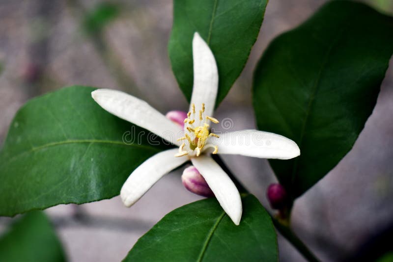 Eine Blüte der Zitrone auf einer Niederlassung und einige Knospen und Blätter im Hintergrund stockfotografie Eine Blüte der Zitrone auf einer Niederlassung und einige Knospen und Blätter im Hintergrund stockfotografie