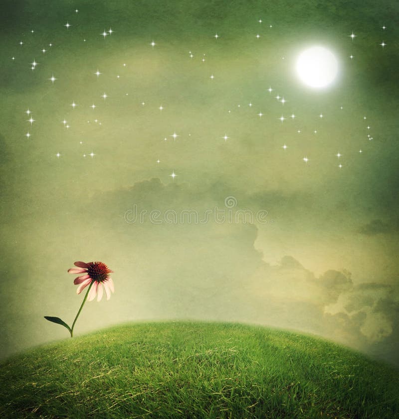 Eine Echinaceablume unter dem Mond lizenzfreies stockbild Eine Echinaceablume unter dem Mond lizenzfreies stockbild