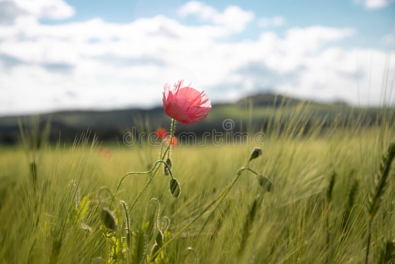 Eine einsame rosa Mohnblumenblume auf einem grünen Gebiet des Frühjahres von Roggenohren und -weizen gegen einen blauen Himmel mi stockfotografie Eine einsame rosa Mohnblumenblume auf einem grünen Gebiet des Frühjahres von Roggenohren und -weizen gegen einen blauen Himmel mi stockfotografie