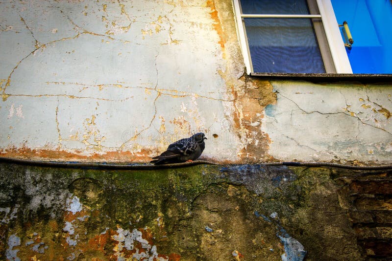 Die Taube sitzt im Fenster stockbild. Bild von farbe