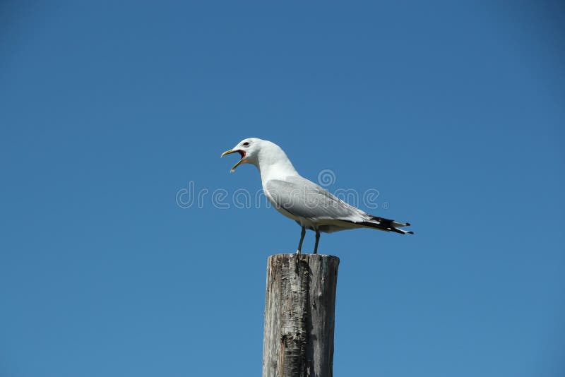 Eine einzige Seemöwe steht auf einem Pfosten stockbilder Eine einzige Seemöwe steht auf einem Pfosten stockbilder