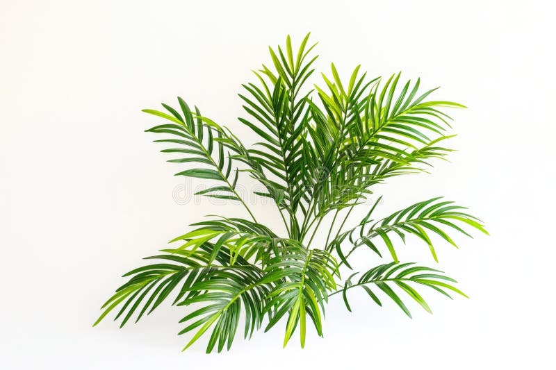 Eine einzige Topfpalme, die an eine weiße Wand gestellt wurde, schlicht und elegant eingerichtet lizenzfreie stockbilder