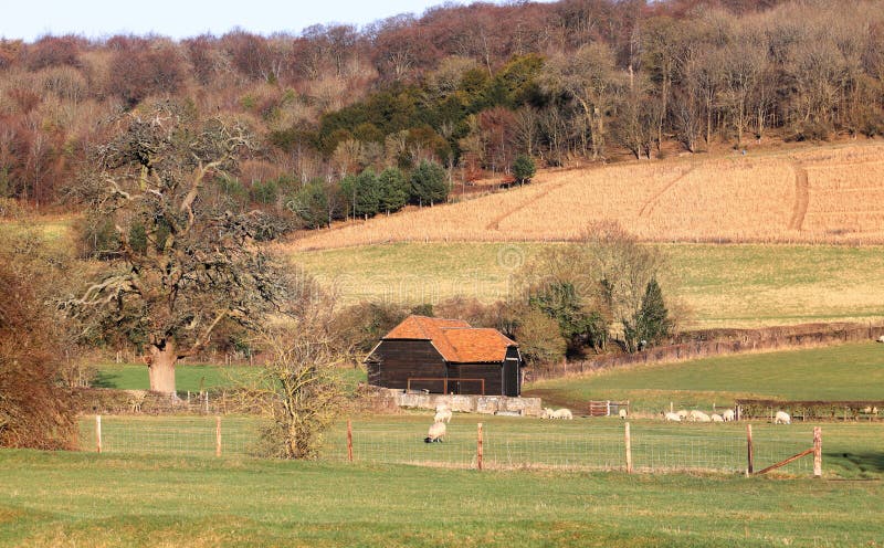 Eine englische landwirtschaftliche Landschaft mit reifendem Mais stockfotos Eine englische landwirtschaftliche Landschaft mit reifendem Mais stockfotos