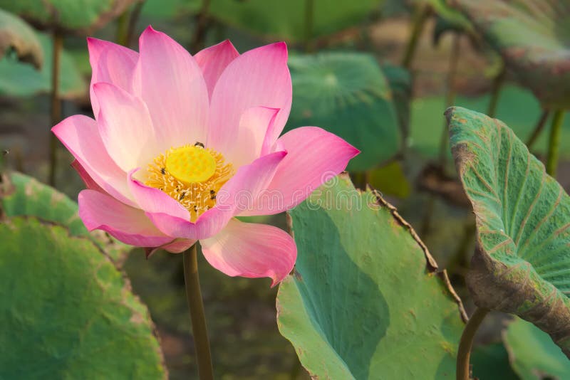 Eine erstaunlich schöne Nahaufnahme einer rosa und gelben voll-geblühten Lotosblume, in einem üppigen thailändischen Gartenpark lizenzfreies stockbild Eine erstaunlich schöne Nahaufnahme einer rosa und gelben voll-geblühten Lotosblume, in einem üppigen thailändischen Gartenpark lizenzfreies stockbild