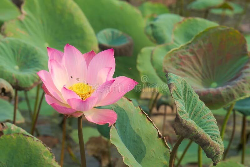 Eine erstaunlich schöne Nahaufnahme einer rosa und gelben voll-geblühten Lotosblume, in einem üppigen thailändischen Gartenpark stockbilder Eine erstaunlich schöne Nahaufnahme einer rosa und gelben voll-geblühten Lotosblume, in einem üppigen thailändischen Gartenpark stockbilder