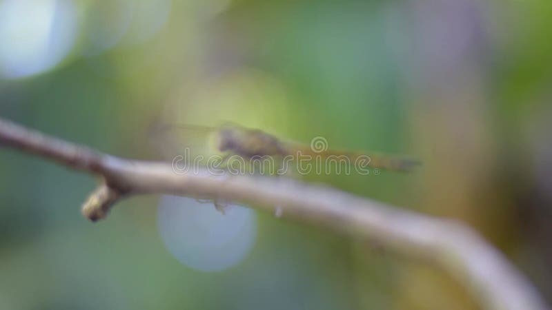 Eine erstaunliche schöne Libelle im Garten mit schönem bokeh