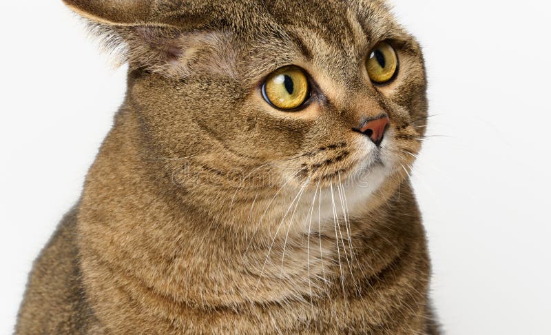 Eine erwachsene graue Katze sitzt auf weißem Hintergrund lizenzfreie stockfotografie
