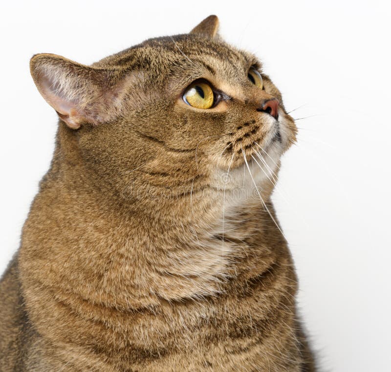 Eine erwachsene graue Katze sitzt auf weißem Hintergrund lizenzfreie stockbilder