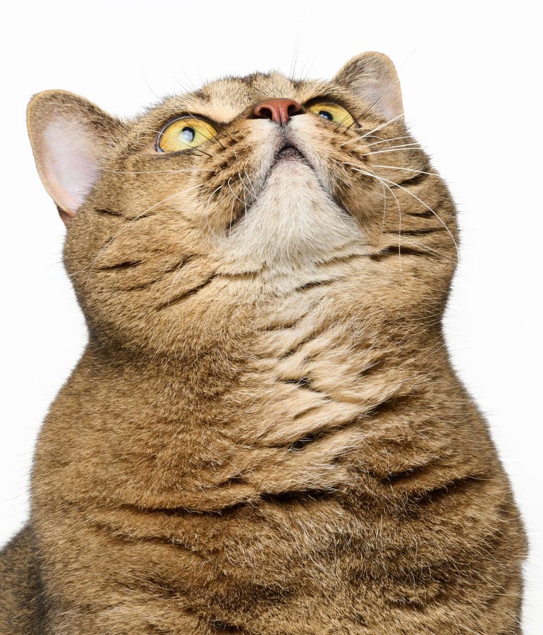 Eine erwachsene graue Katze sitzt auf weißem Hintergrund, ein lustiges Gesicht sieht nach oben stockfotos