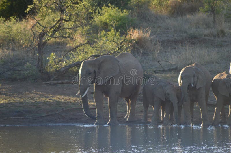 Eine Familie von Elefanten in Trinkwasser Nationalparks Kruger von einer Verdammung lizenzfreie stockfotos Eine Familie von Elefanten in Trinkwasser Nationalparks Kruger von einer Verdammung lizenzfreie stockfotos