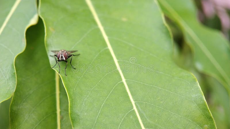 Eine Fliege, die auf einem Blattmakroschuß sitzt lizenzfreie stockfotografie Eine Fliege, die auf einem Blattmakroschuß sitzt lizenzfreie stockfotografie