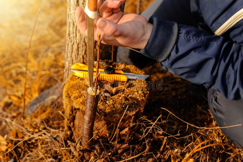 Eine Frau macht einen Obstbaum im Garten und befestigt einen jungen Zweig lizenzfreie stockbilder Eine Frau macht einen Obstbaum im Garten und befestigt einen jungen Zweig lizenzfreie stockbilder