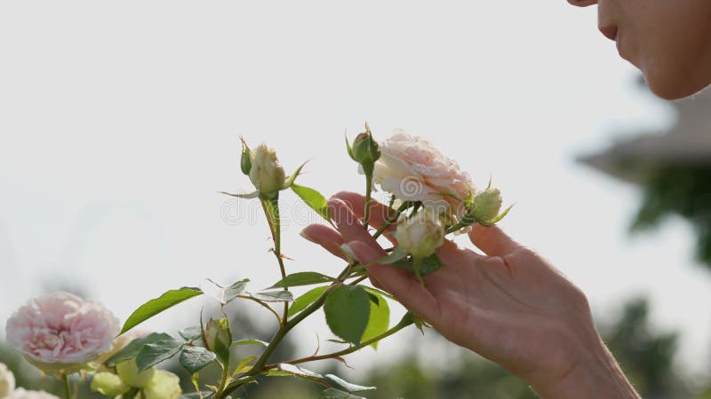 Eine Frau mittleren Alters in der Profilansicht, die mit einem zarten Kopf zum Einatmen des Duftes von Lieblings-Pink-Peonies in d