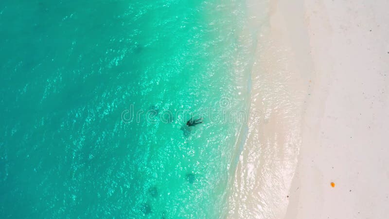 Eine Frau schwimmt mit Rochen und Haie im türkisfarbenen Wasser des Meeres auf einem weißen Sandstrand auf der Insel stock video