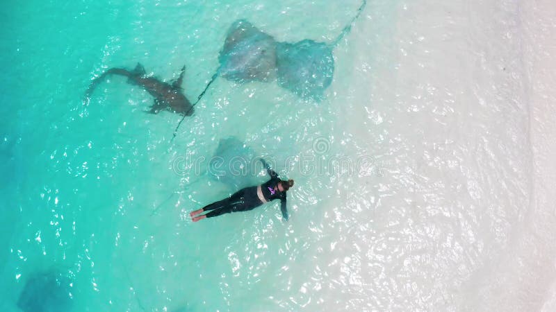 Eine Frau schwimmt mit Rochen und Haie im türkisfarbenen Wasser des Meeres auf einem weißen Sandstrand auf der Insel stock video footage
