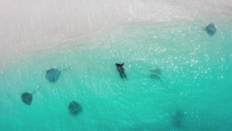 Eine Frau schwimmt mit Rochen und Haie im türkisfarbenen Wasser des Meeres auf einem weißen Sandstrand auf der Insel stock video footage