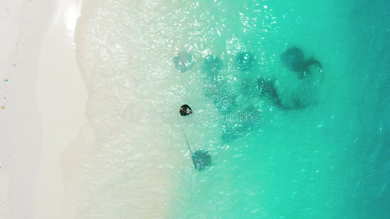 Eine Frau am Ufer des türkisblauen Ozeans ernährt Rochen und Schwesternhaie auf der Insel Fulidhoo in den Malediven stock video