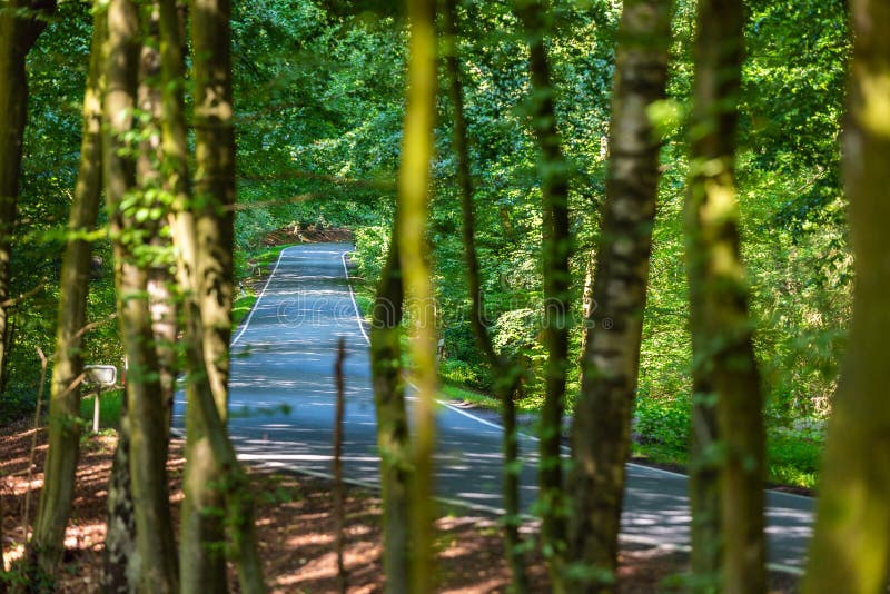 Eine gefährliche Landstraße in einem Wald des Rens gerade so ausgießend in Deutschland lizenzfreie stockfotografie Eine gefährliche Landstraße in einem Wald des Rens gerade so ausgießend in Deutschland lizenzfreie stockfotografie